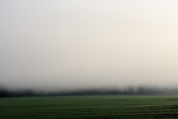 Deep fog above field in countryside, near forest. Foggy morning. Fall season.