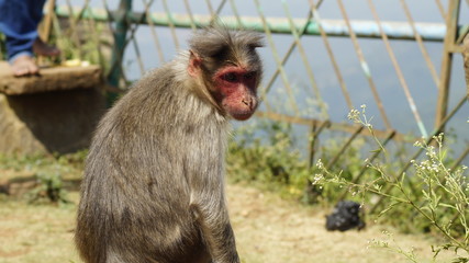monkey posing