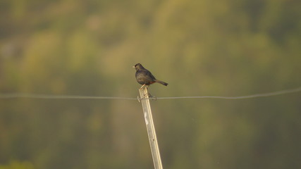 bird on a pole