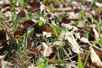  photo of leaves.they fell from a tree.leaves dry, yellow, and brown.the grass is green.the fall of the year.beautiful background.