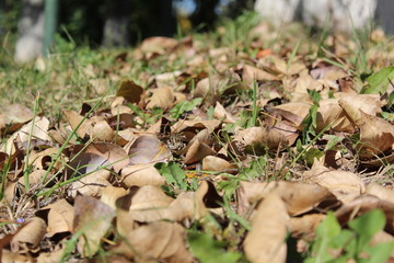  photo of leaves.they fell from a tree.leaves dry, yellow, and brown.the grass is green.the fall of the year.beautiful background.