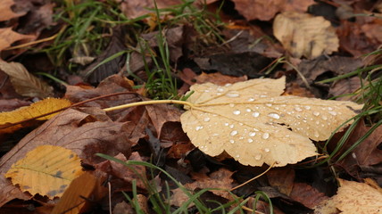 Feuille d'automne pluvieuse