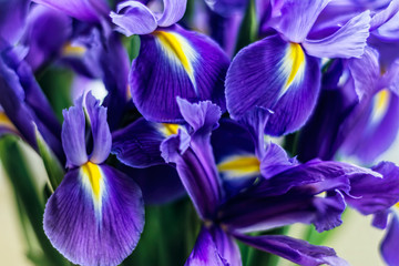 Obraz premium Irises Closeup