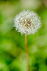 Close up, one dandelion flower with white seeds
