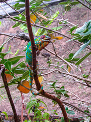 Madagascar endemic panther green chameleon at jungle Lokobe Reserve, Nosy Be in Madagascar
