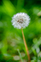 Close up, one dandelion flower with white seeds