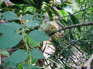 Madagascar endemic panther green chameleon at jungle Lokobe Reserve, Nosy Be in Madagascar