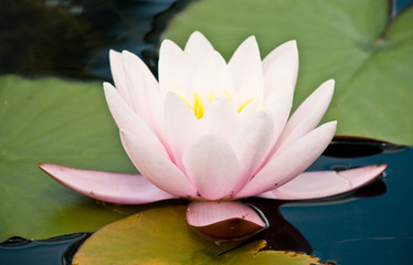 pink water lily in pond