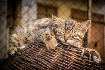 cat lying on the grass