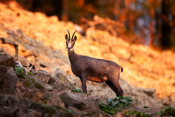 Chamois, rupicapra rupicapra, Czech nature