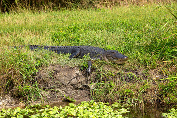 Alligator sunbathing