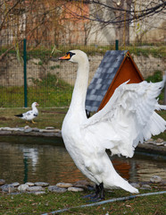 White swan waving its wings