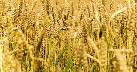 Fragment of a field with cereals close-up