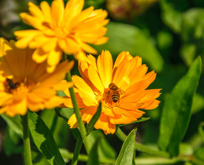 Orange marigold flower with a sitting bee on a bright sunny day close-up.