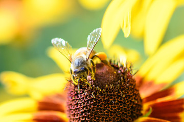 bee on coneflower