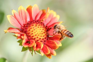 bee on flower