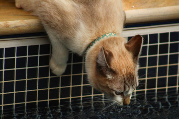  the daily life of a cat, drinking water from the pool, sometimes resting under the favorite...
