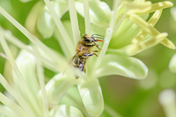 bee on foxtail agave bloom