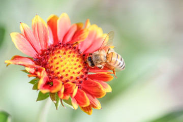 bee on flower