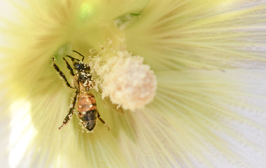 bee on hollyhock