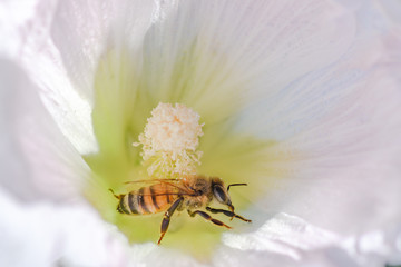 bee on hollyhock