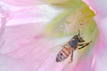 bee on hollyhock