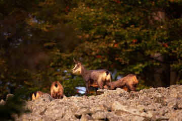 Chamois, rupicapra rupicapra, Czech nature