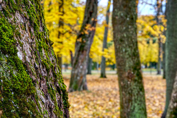 Coloured maple leaves in the fall. well convey the mood of autumn Close up orange leaves on ground with forest on background. HDR