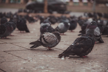 Pigeons in a city. concept of dirty hungry birds in the town