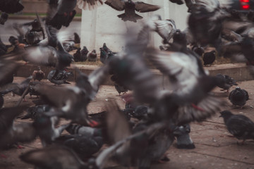 Pigeons in a city. concept of dirty hungry birds in the town