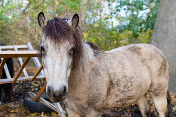 Fototapeta premium Horses by the belt. Farm animals in Central Europe.