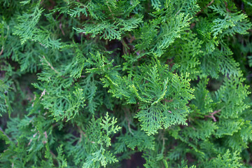 abstract green leaves background