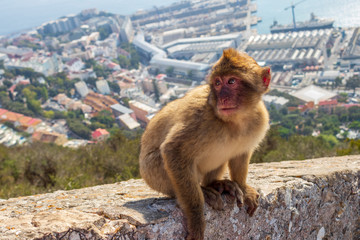 Naklejka premium Reserva Natural del Peñón en Gibraltar