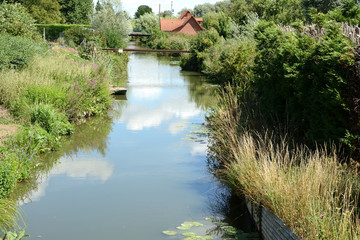 Obraz premium Canal in the swamps, bark, trees ,water, water lilies, grasses. Summer, august in the Audomaroi's swamps, St Omer in France.