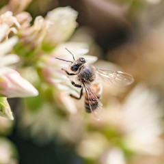 bee on white succulent flower