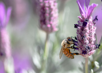 bee on lavender