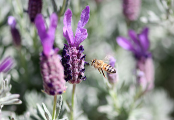 bee on California poppy