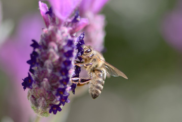 bee on lavender