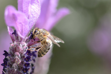 bee on lavender