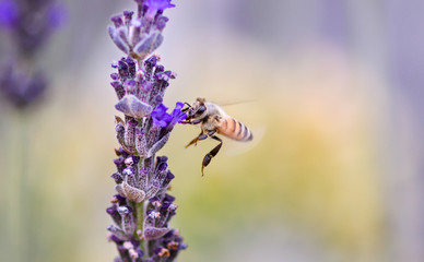 bee on lavender