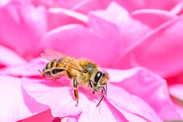 bee on pink rose