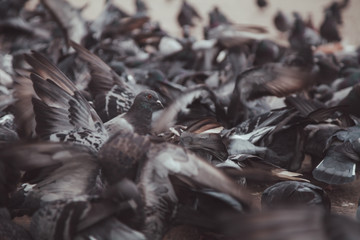 Pigeons in a city. concept of dirty hungry birds in the town