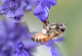 bee on purple flower