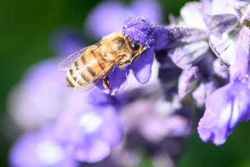 bee on purple flower