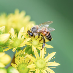 bee on succulent flower