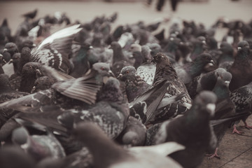 Fototapeta na wymiar Pigeons in a city. concept of dirty hungry birds in the town