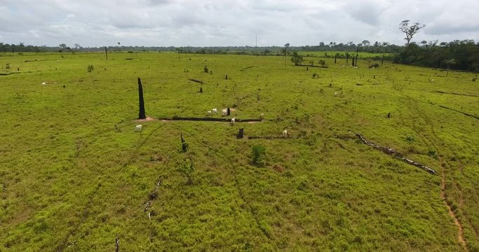 Farmland with Burned Dead Trees, Green Grass, and Thin Cows in Pando, Bolivia