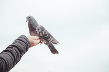 pigeon feeding and balancing on woman's hand. caring person feeds pigeons in the city in cold weather