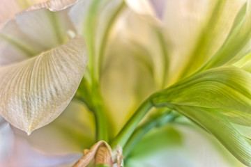 White and Green Amaryllis Closeup