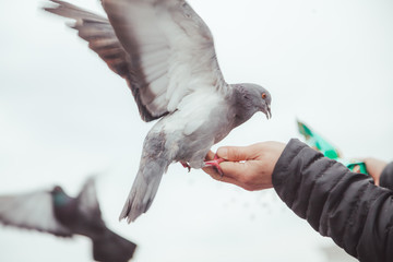 pigeon feeding and balancing on woman's hand. caring person feeds pigeons in the city in cold weather